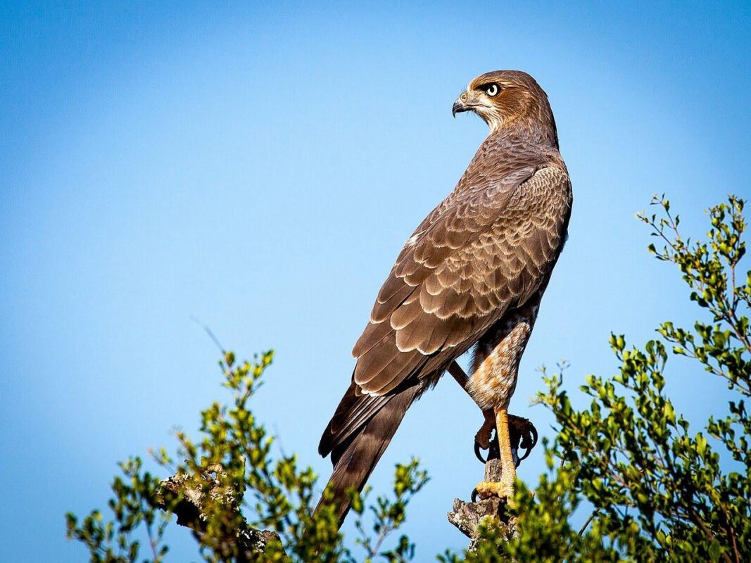 Birds Of Prey
